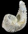 Cretaceous Fossil Oyster (Rastellum) - Madagascar #54420-1